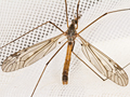 Tipula scripta